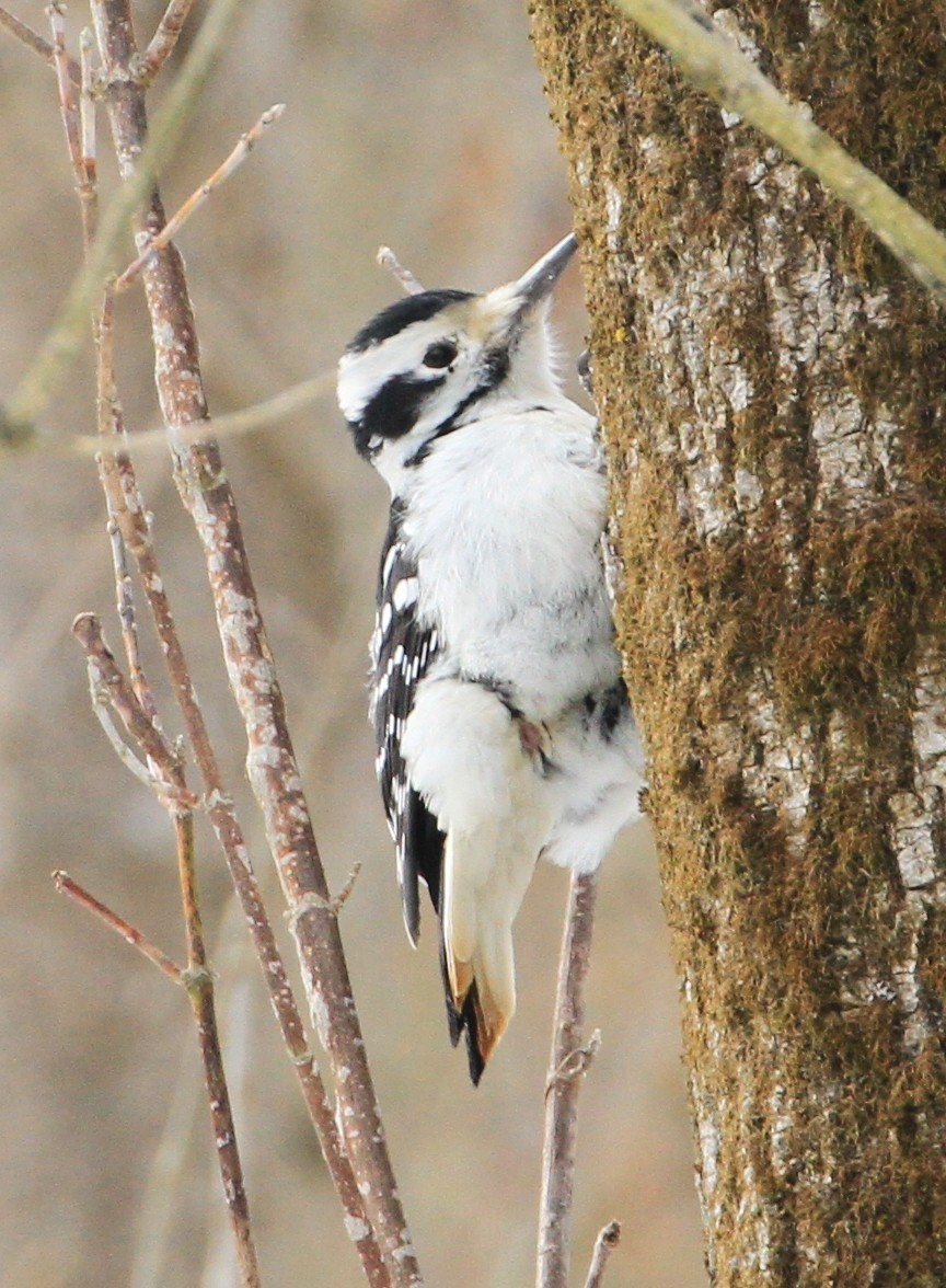 Hairy Woodpecker - ML81198731