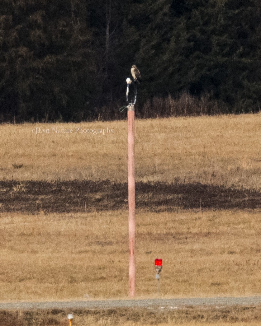 Red-tailed Hawk - ML81198821