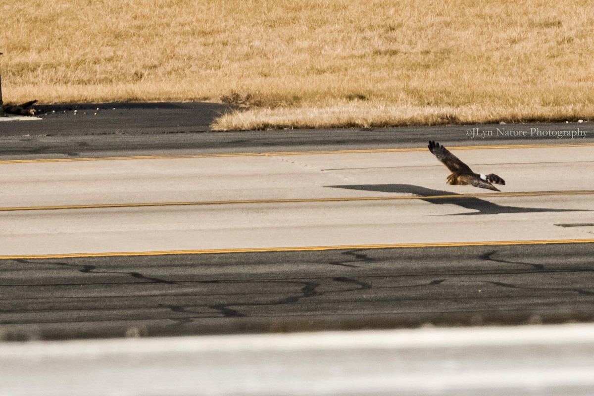 Northern Harrier - ML81198991