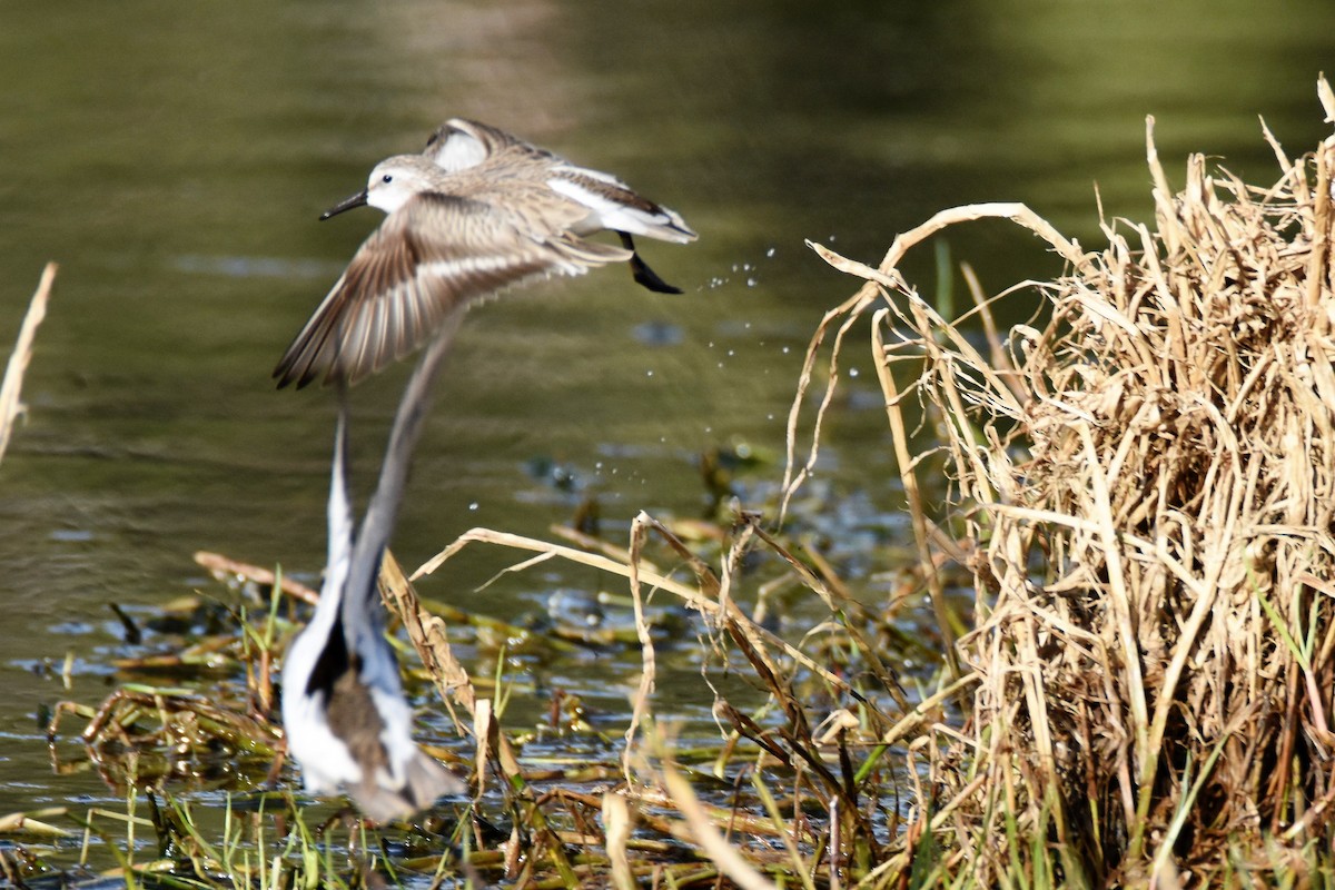 Western Sandpiper - Andrew Dobson