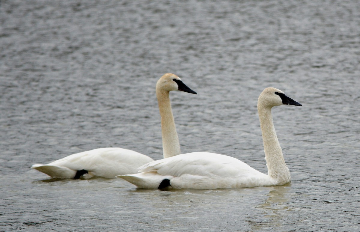 Trumpeter Swan - Rhonda Townsend