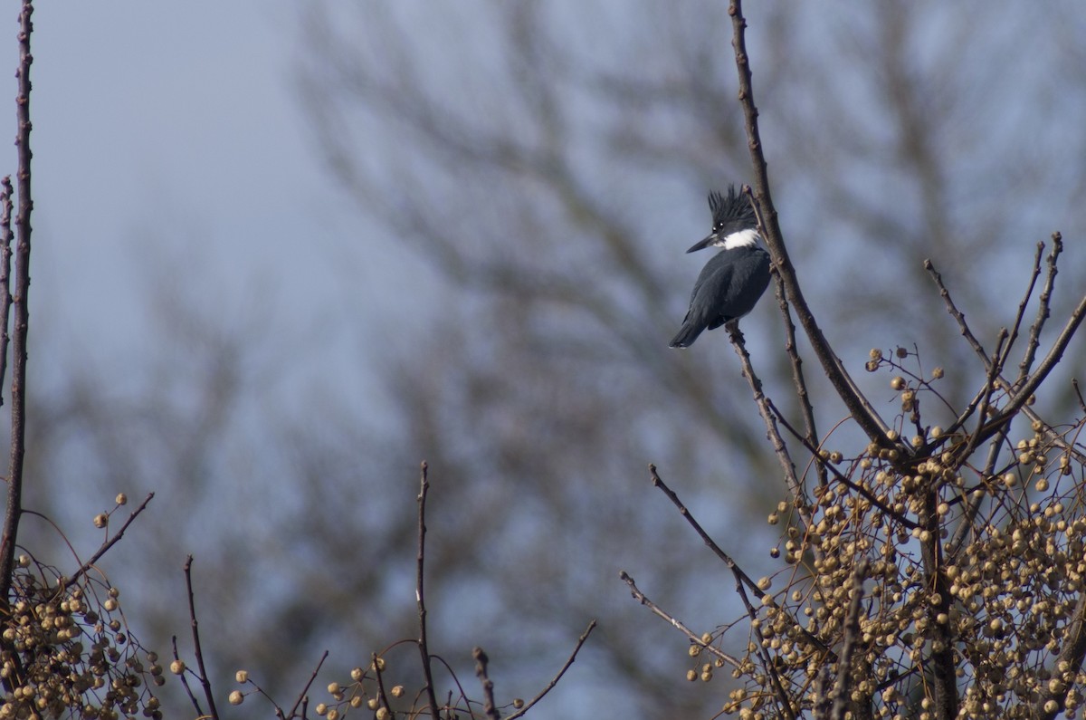 Belted Kingfisher - ML81201971