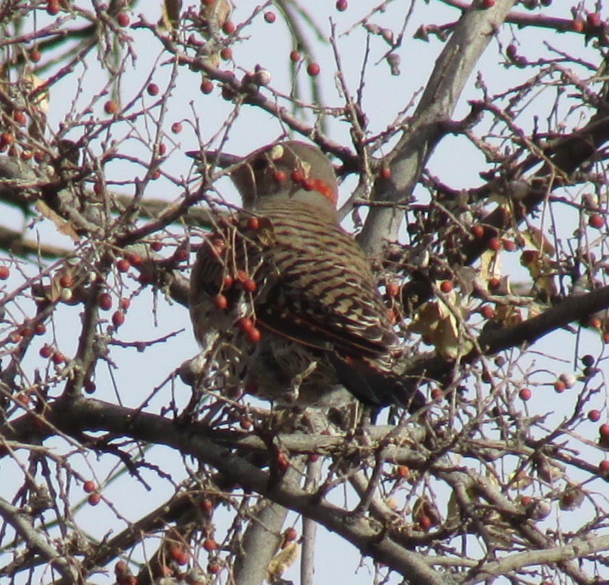 Northern Flicker (Red-shafted) - ML81202681