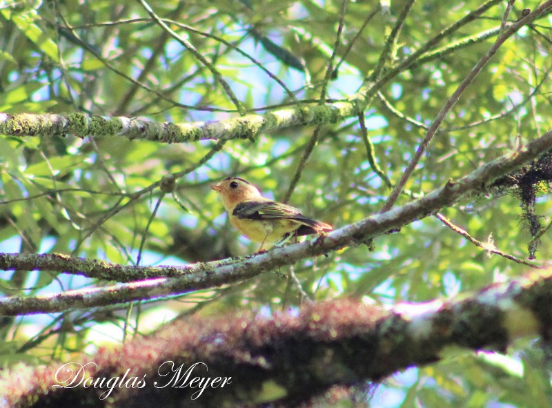 Black-capped Piprites - Douglas Meyer