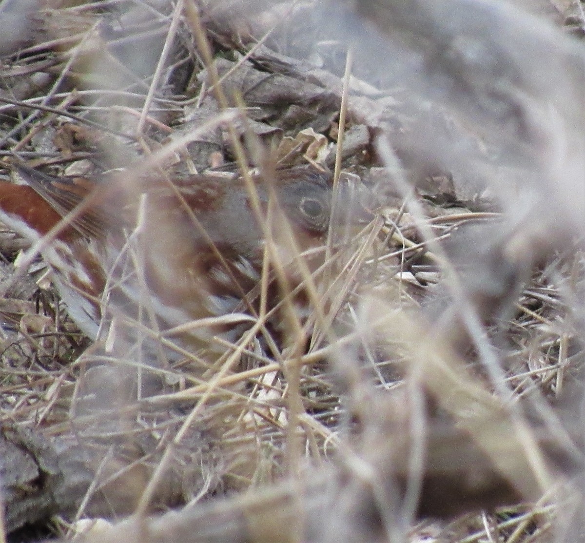 Fox Sparrow (Red) - ML81204771