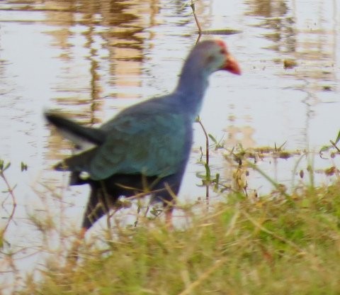 Gray-headed Swamphen - Marie Di Rosa