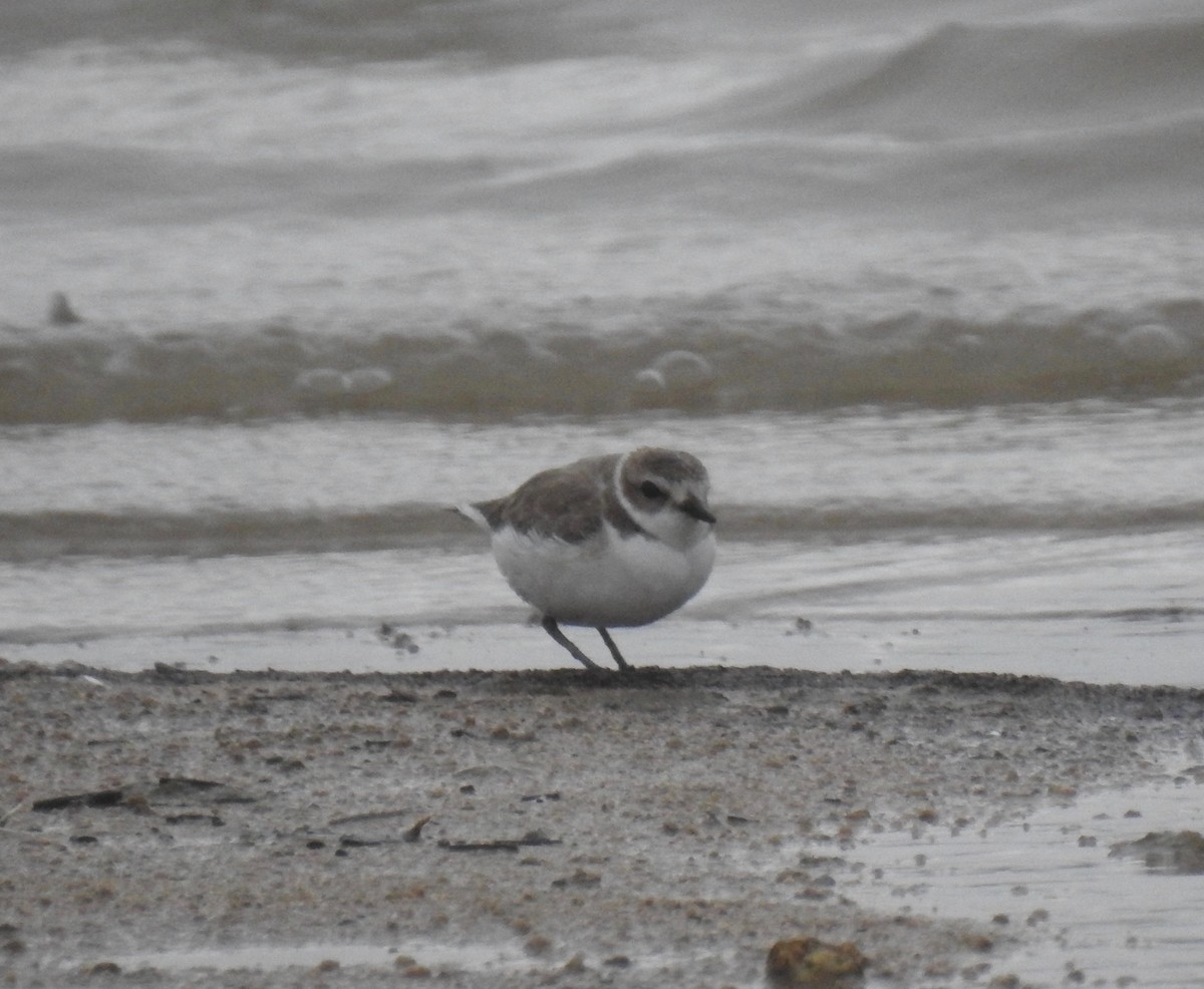 Snowy Plover - ML81208951