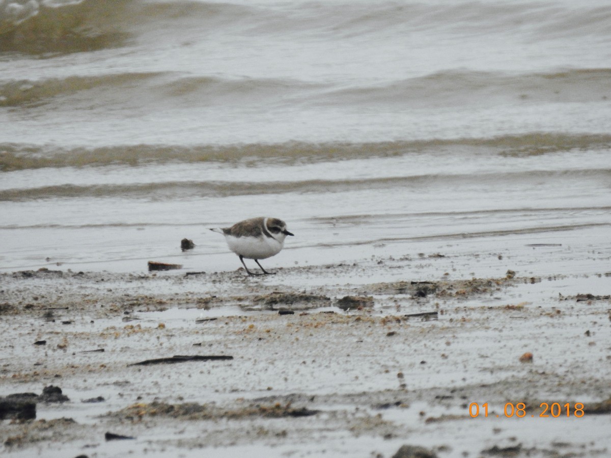 Snowy Plover - ML81208991