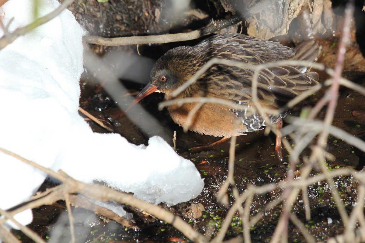 Virginia Rail - ML81209071