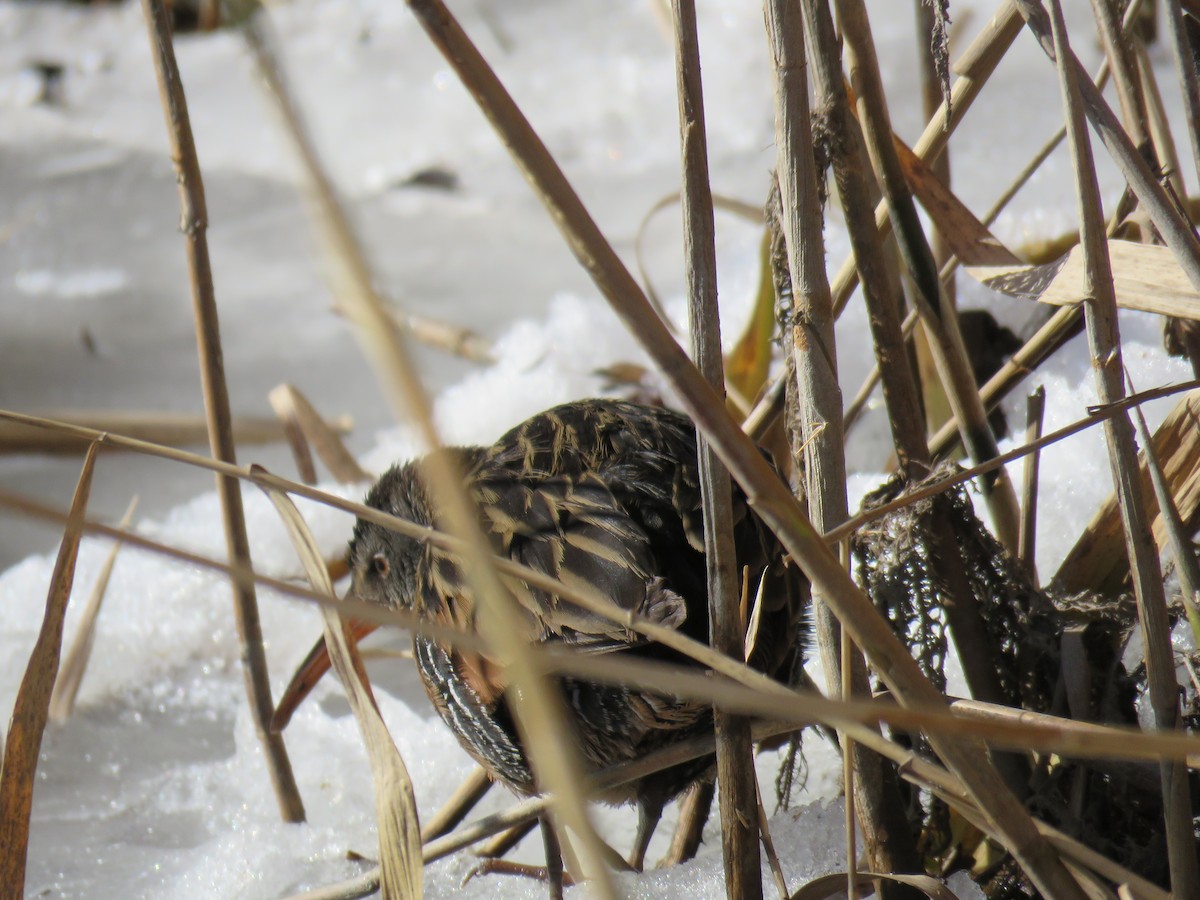 Virginia Rail - ML81210461