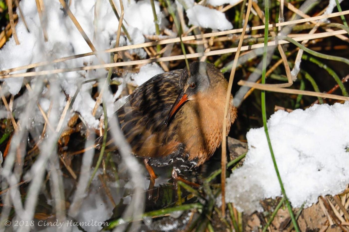 Virginia Rail - ML81211161