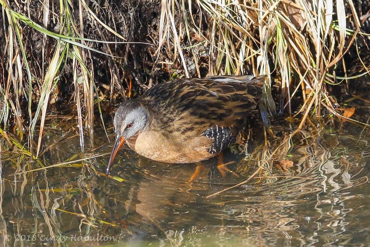 Virginia Rail - ML81211171