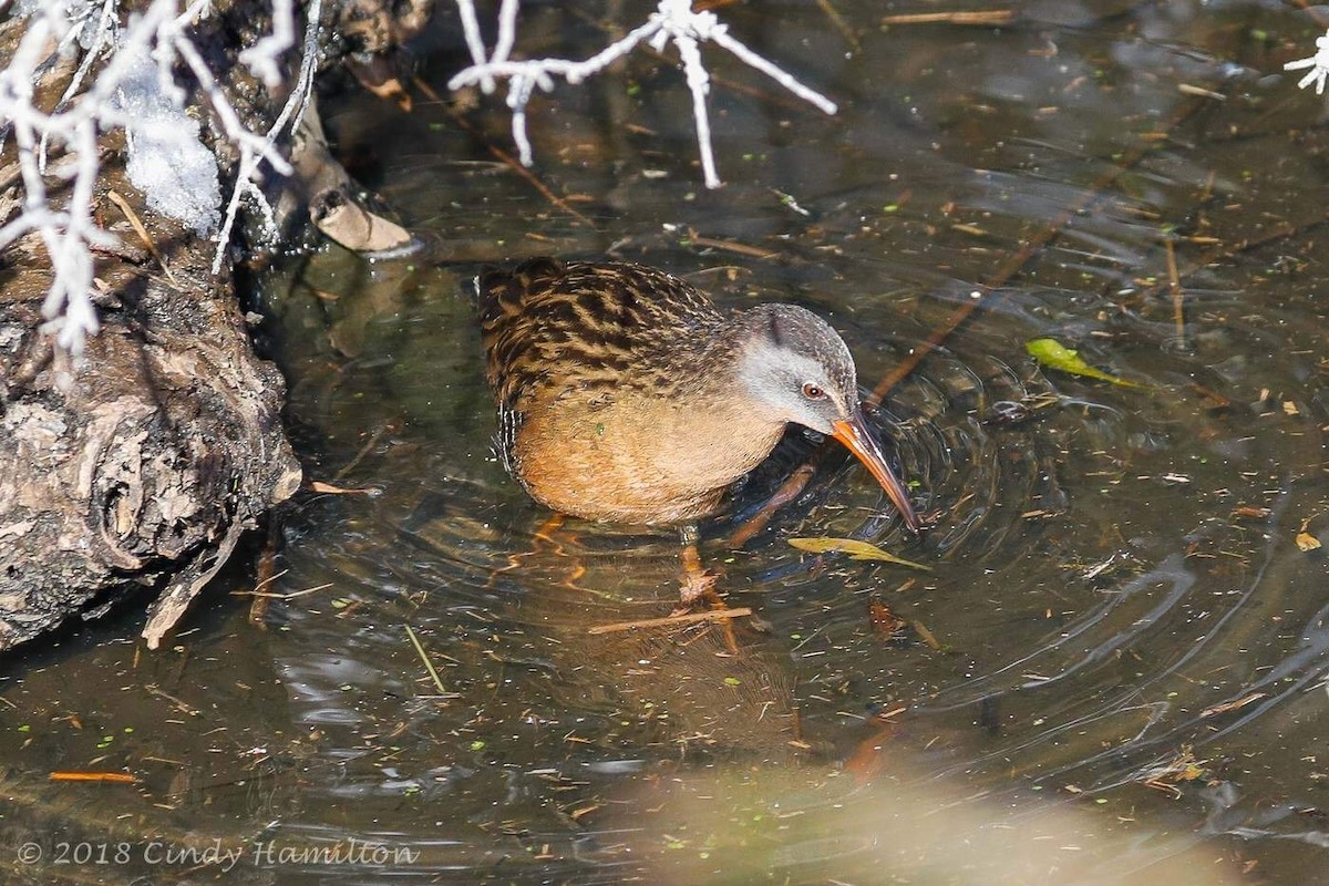 Virginia Rail - ML81211181