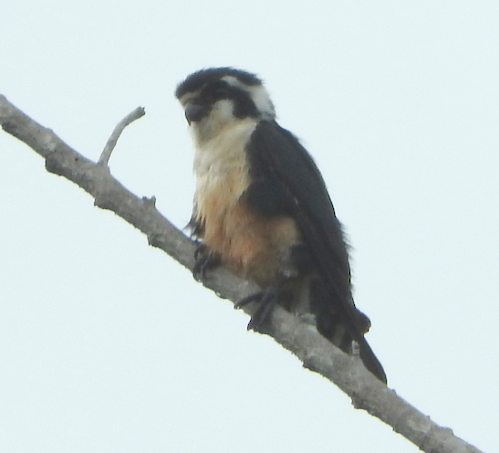 Black-thighed Falconet - Bill Cone