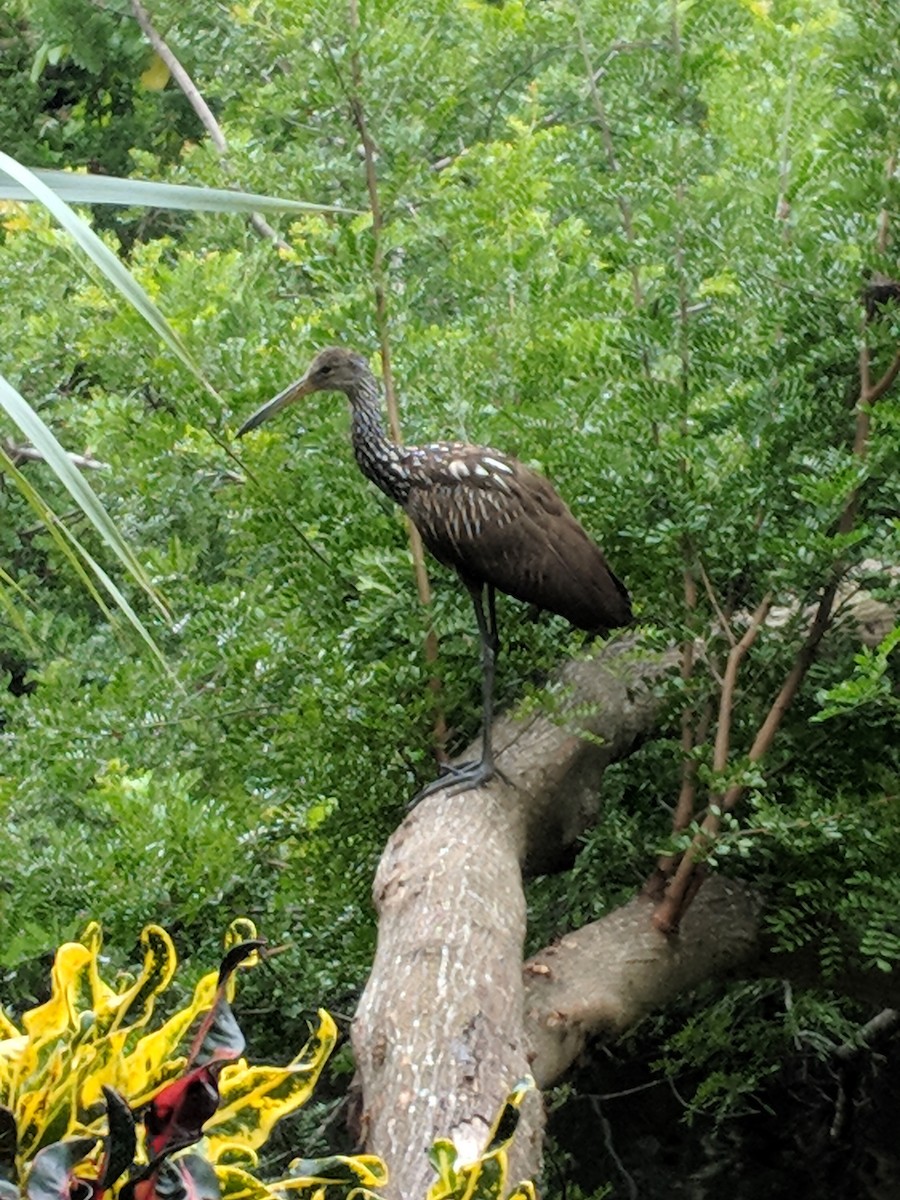 Limpkin - ML81218181