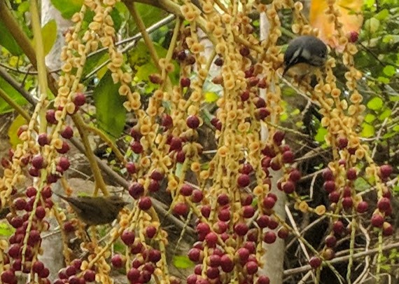 Tennessee Warbler - ML81218561