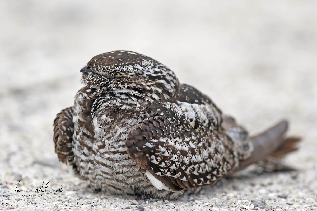 Common Nighthawk - Tammy McQuade