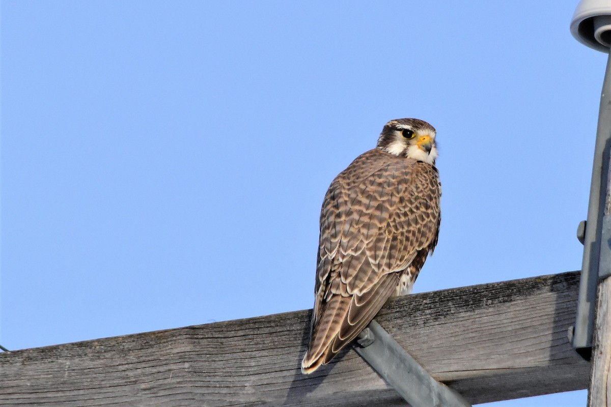 Prairie Falcon - Harold Ziolkowski