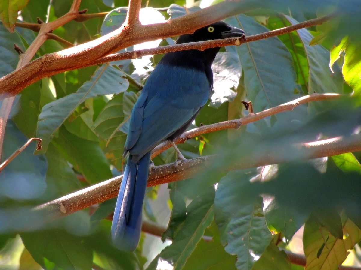 Bushy-crested Jay - ML81221381