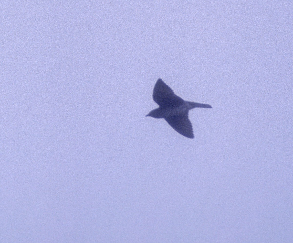 Purple Martin - ML81221601