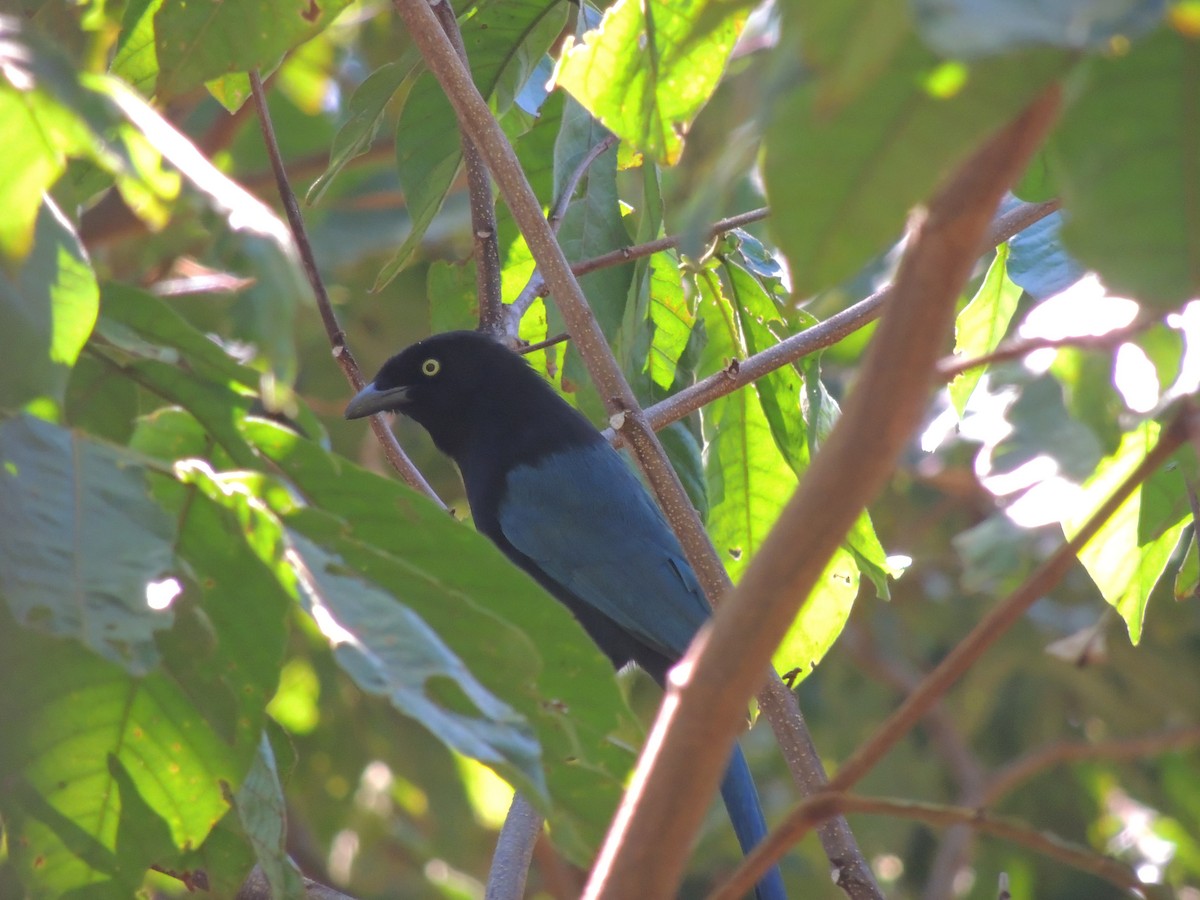 Bushy-crested Jay - ML81221711