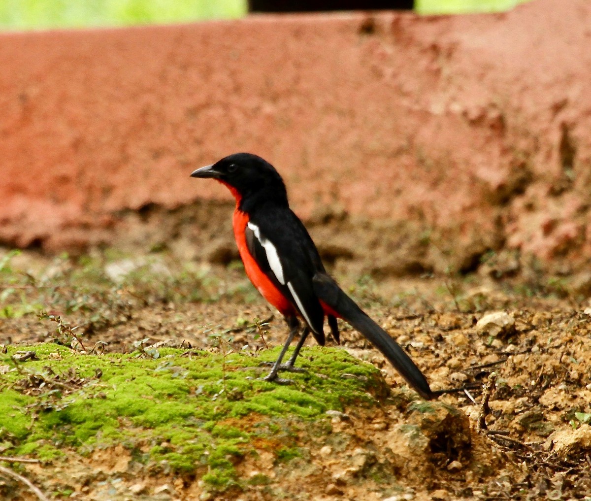 Crimson-breasted Gonolek - ML81221821