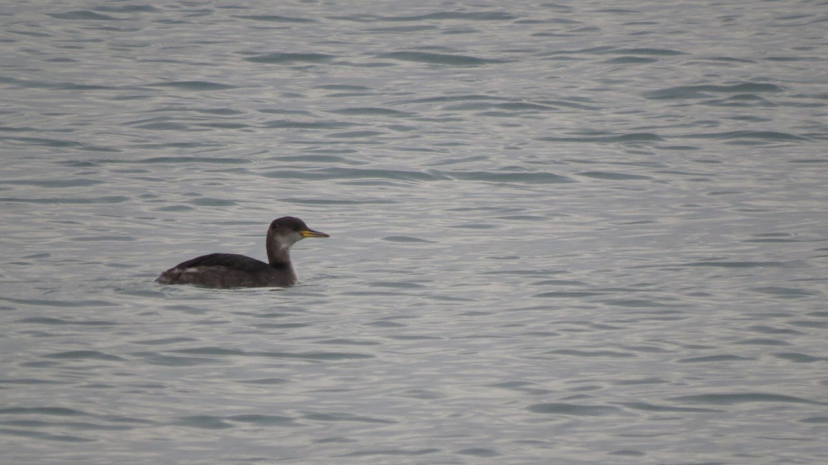 Red-necked Grebe - Luke Safford