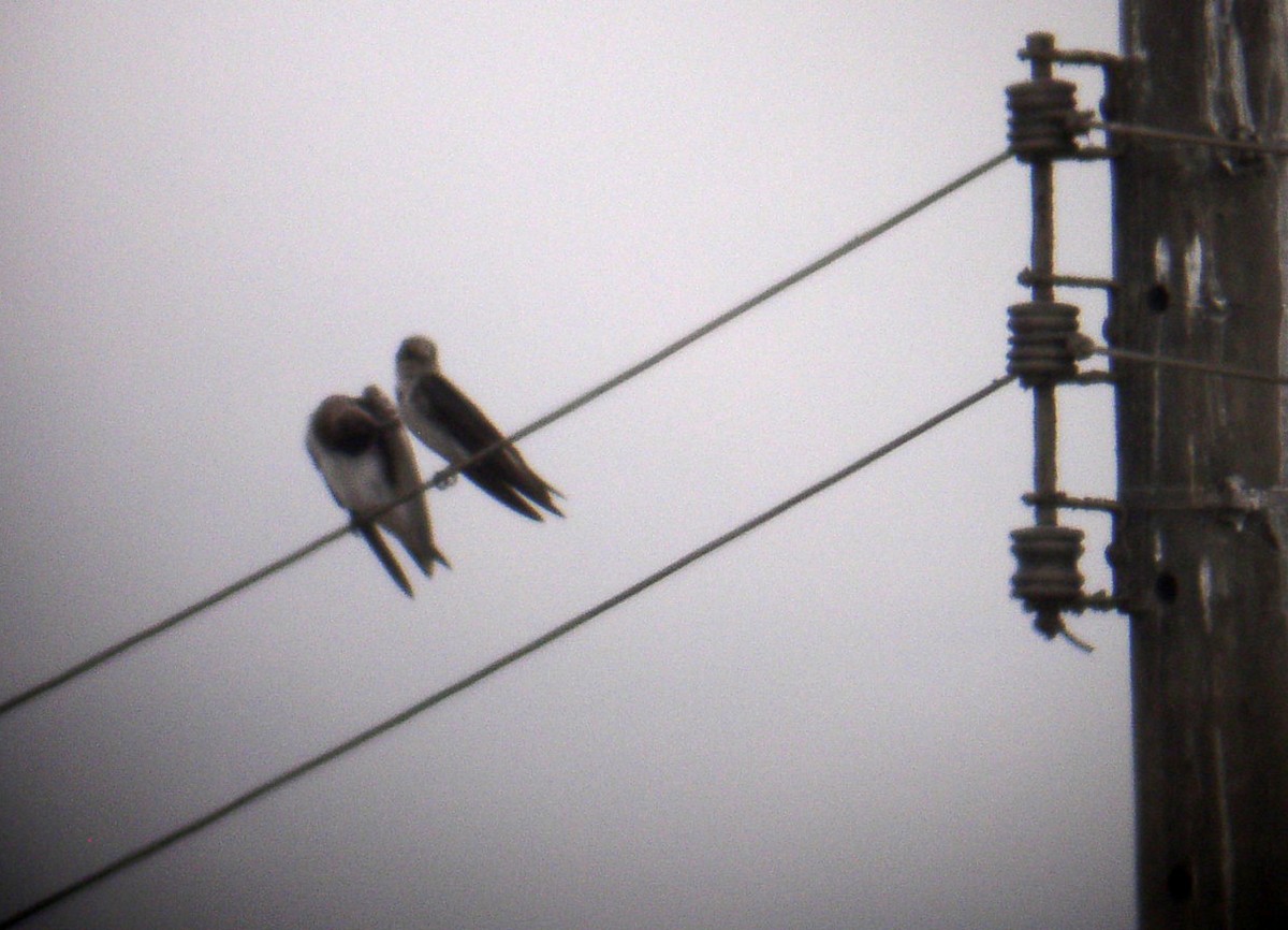 Purple Martin - ML81222631