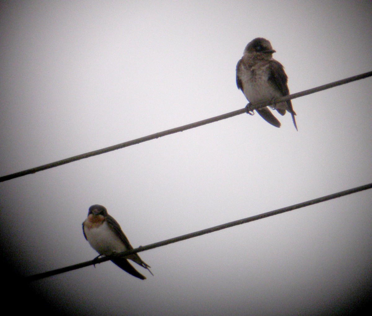 Purple Martin - ML81222651