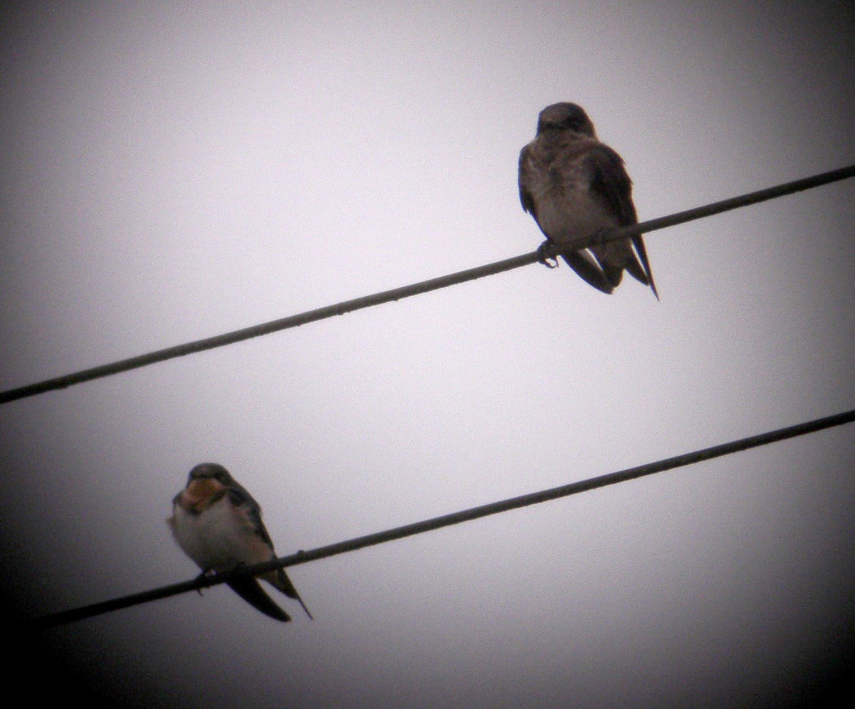 Purple Martin - ML81222691