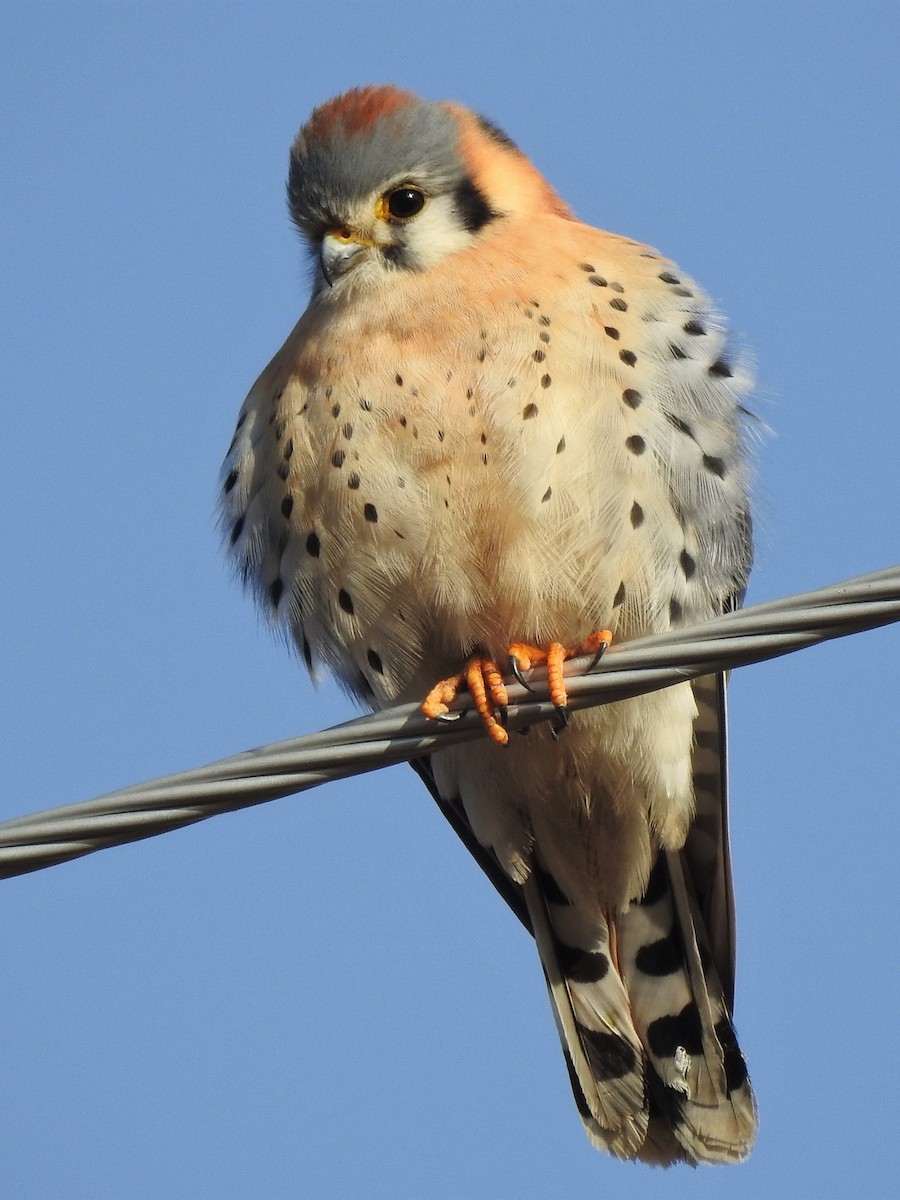 American Kestrel - ML81222741