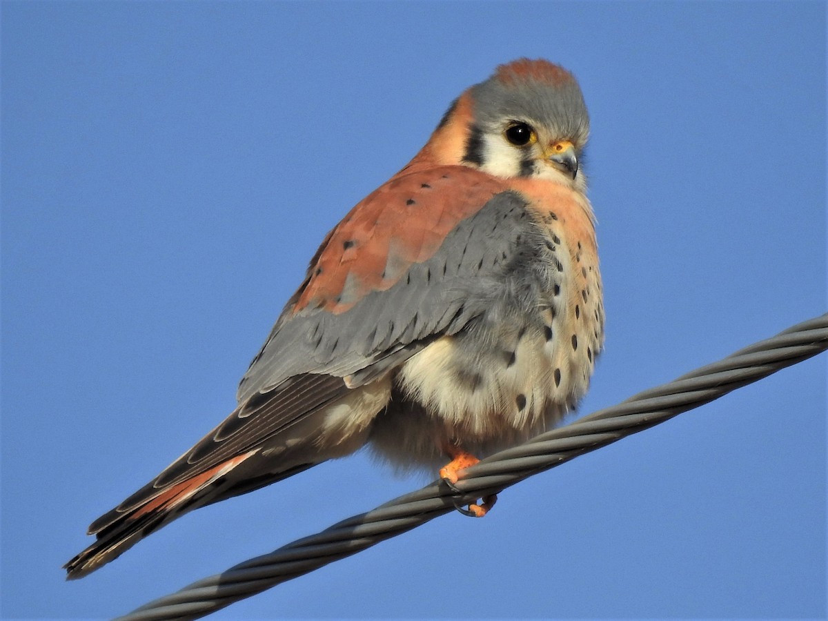 American Kestrel - ML81222771