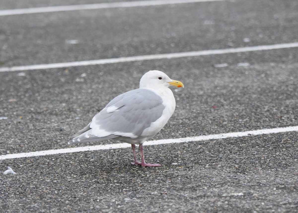 Glaucous-winged Gull - Carol Riddell