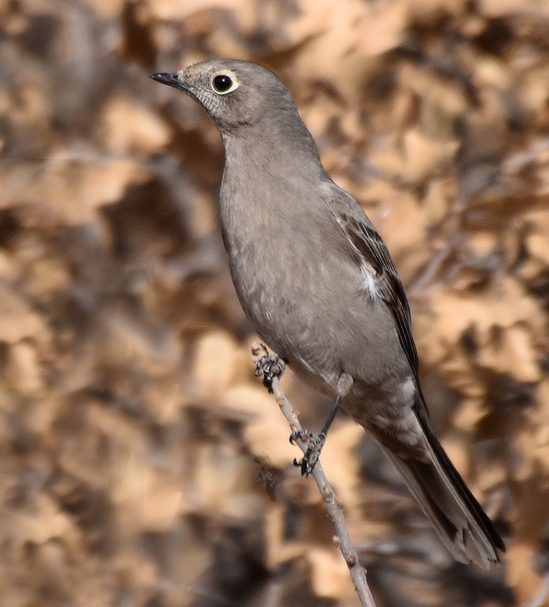 Townsend's Solitaire - ML81223621