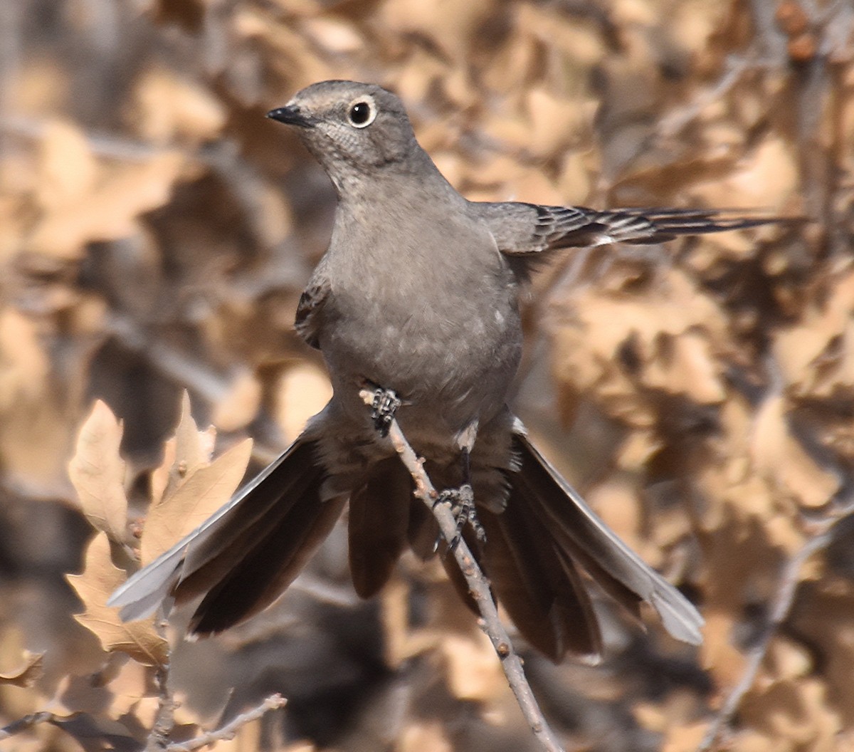 Townsend's Solitaire - ML81223631