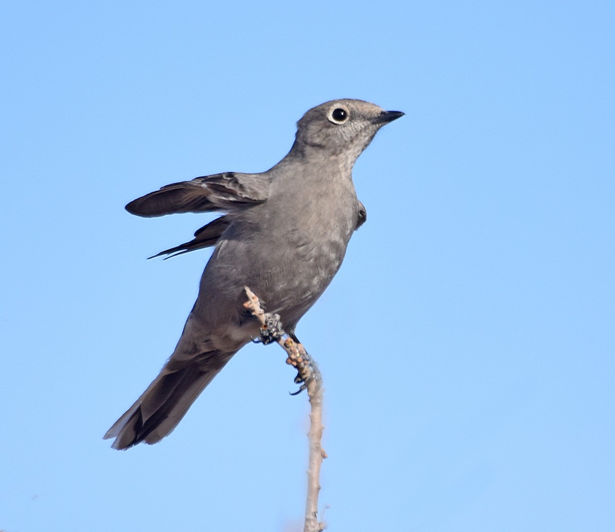 Townsend's Solitaire - ML81223641