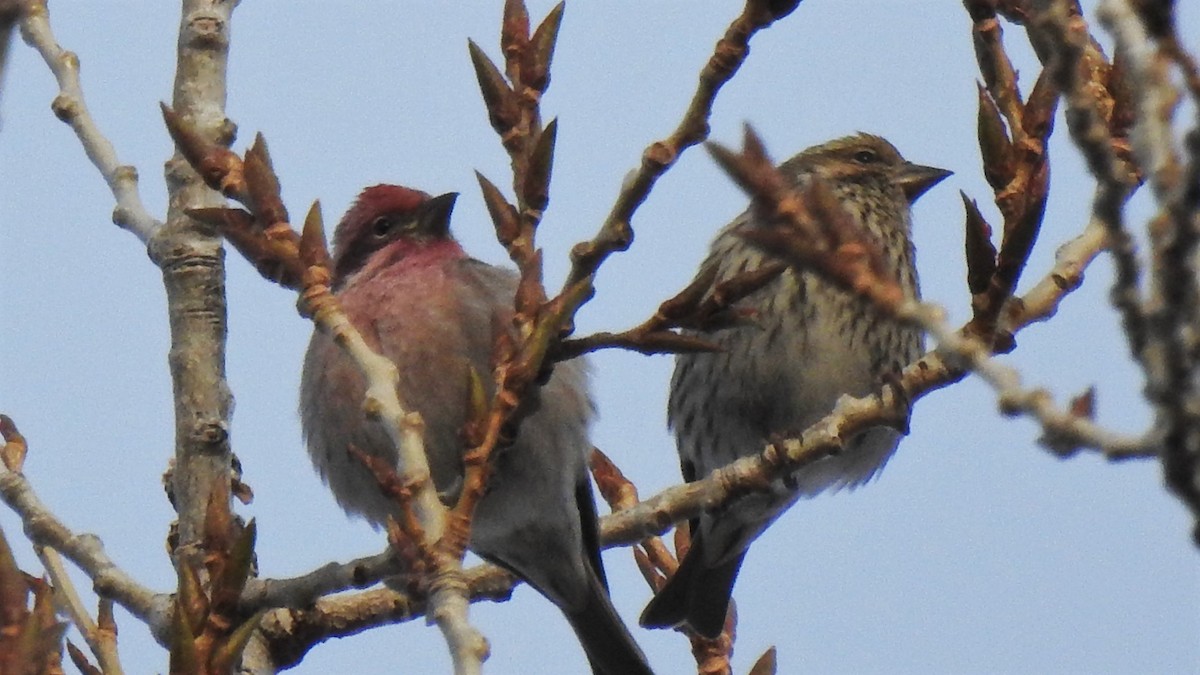 Cassin's Finch - ML81224341