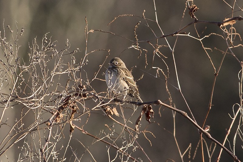 Vesper Sparrow - ML81226771