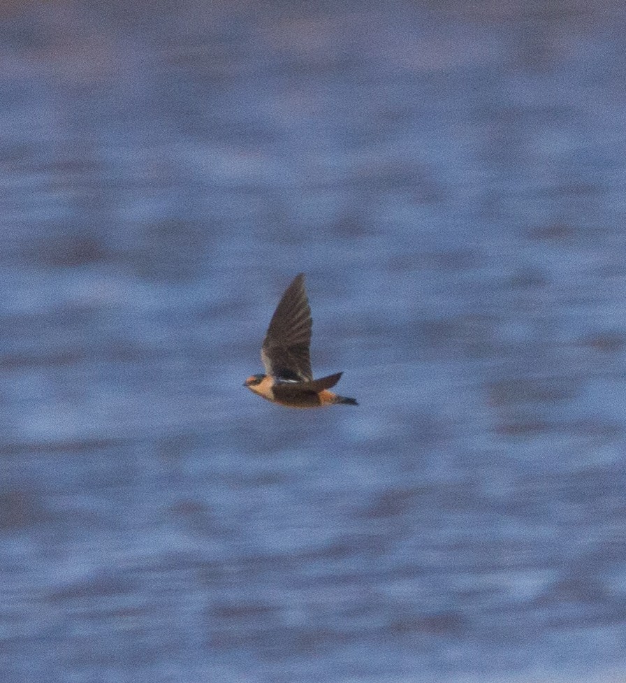 Cave Swallow - ML81228281