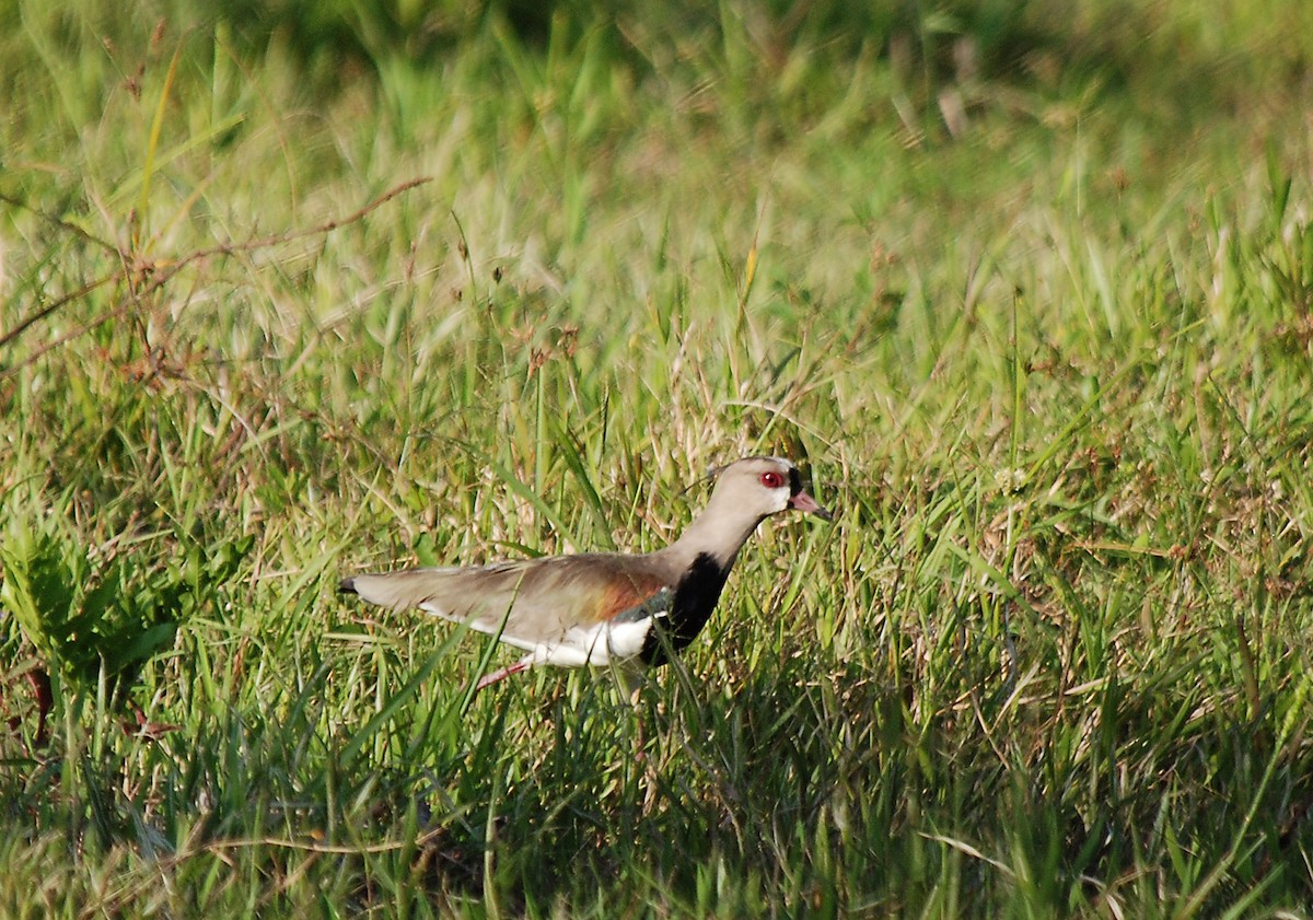 Southern Lapwing - ML81231021