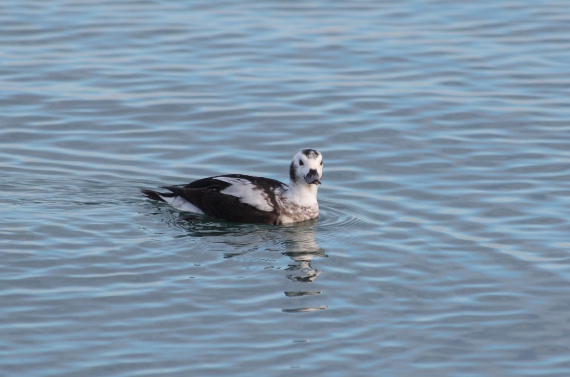 Long-tailed Duck - 🦅 ꙅɒᴎoɔiʜƆ ʏɔɒɿT 🦃