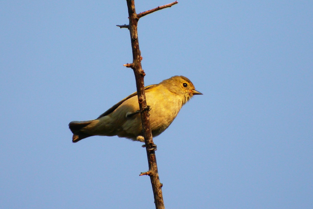 Fire-capped Tit - Ayuwat Jearwattanakanok