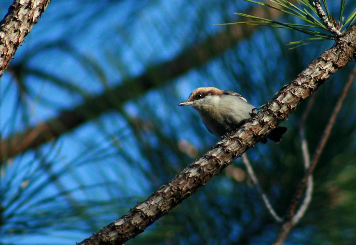 Brown-headed Nuthatch - ML81232921