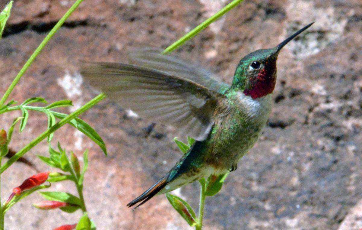 Broad-tailed Hummingbird - Peggy Cadigan