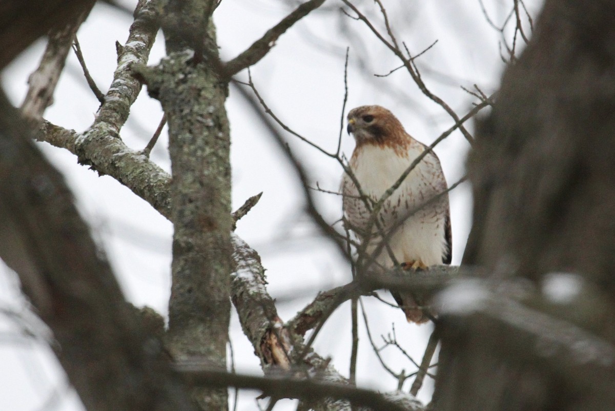 Red-tailed Hawk (borealis) - ML81234421