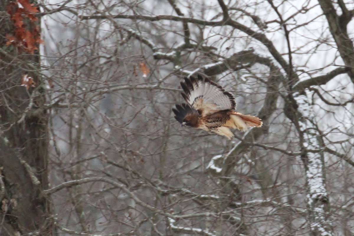 Red-tailed Hawk (abieticola) - ML81234491