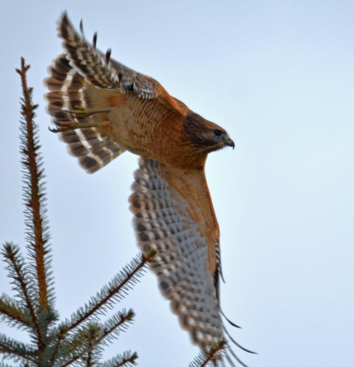 Red-shouldered Hawk - ML81235131