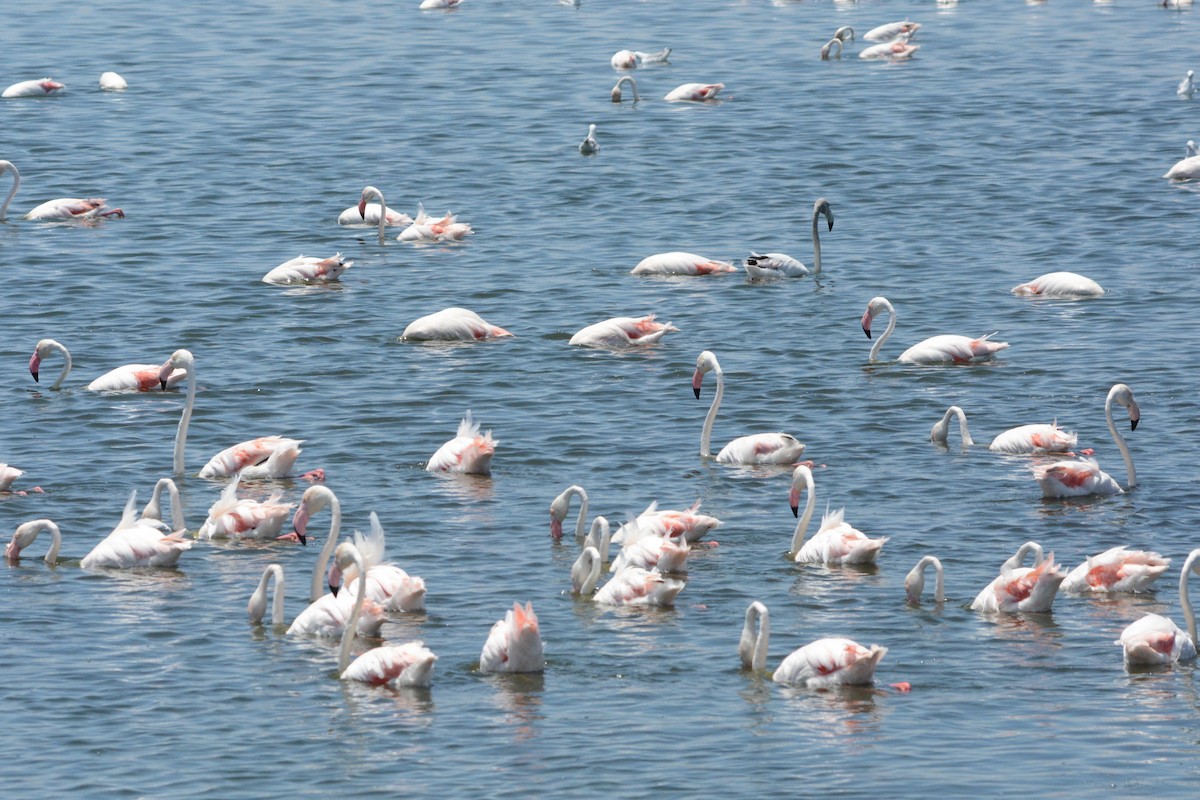 Greater Flamingo - Taylor Abbott