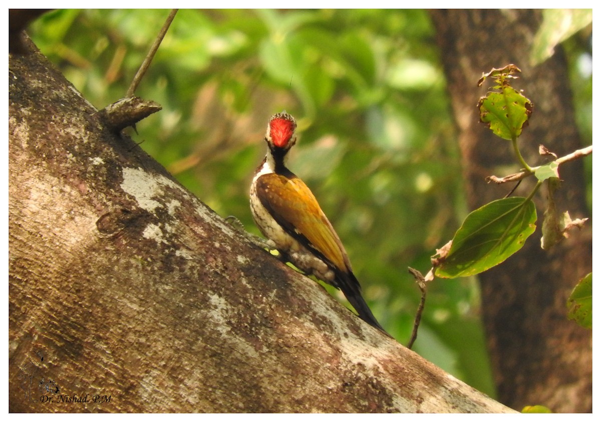 Black-rumped Flameback - ML81238151