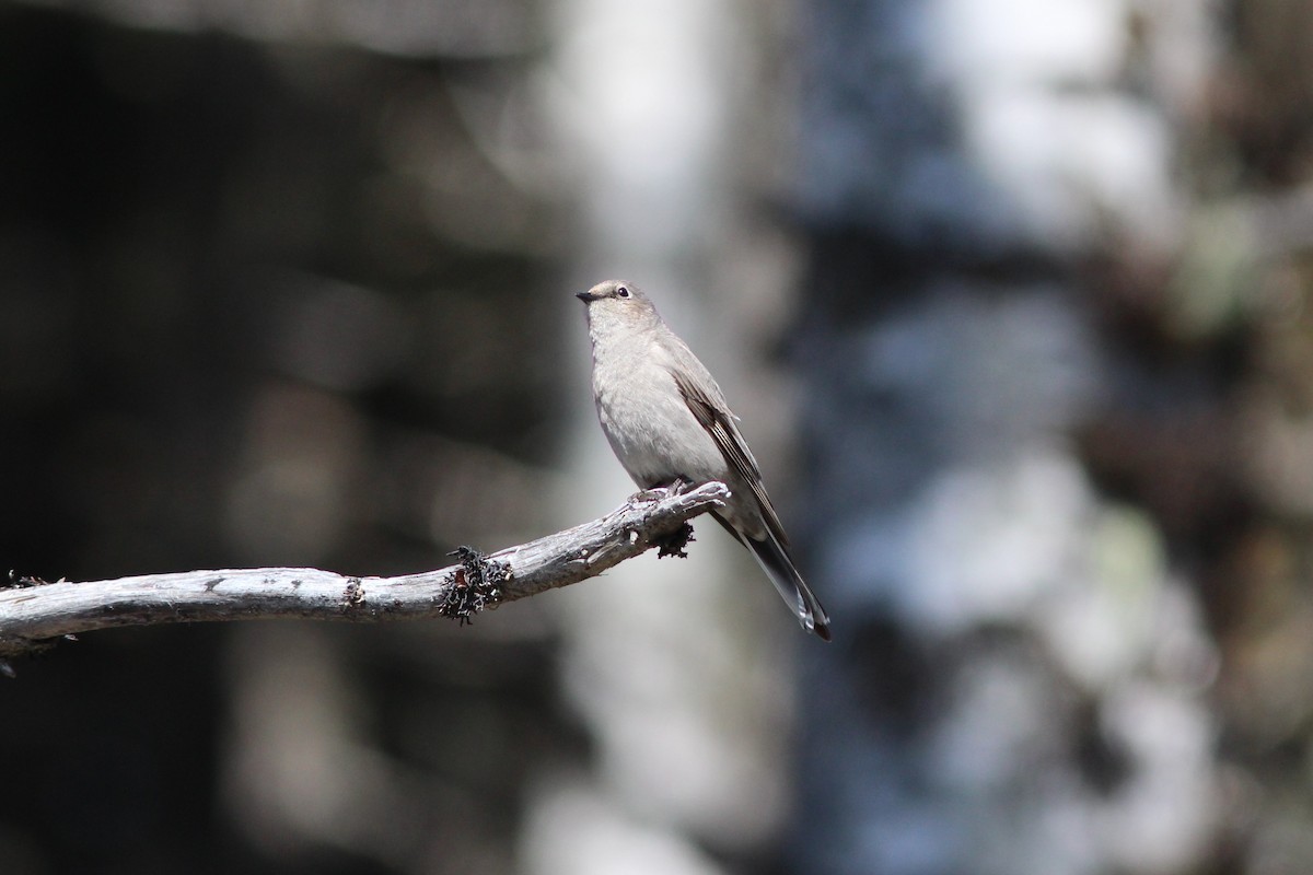 Townsend's Solitaire - ML81238921